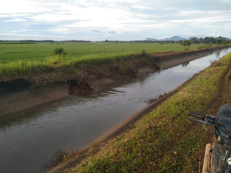 JEBOL-Tanggul Irigasi DI Lakitan yang berada di Desa Sumberrejo, Kecamatan Megang Sakti, Kabupaten Musi Rawas jebol. Meski baru sebulan dialirkan sejak di lakukan pengeringan setahun lalu, Kamis (27/10).