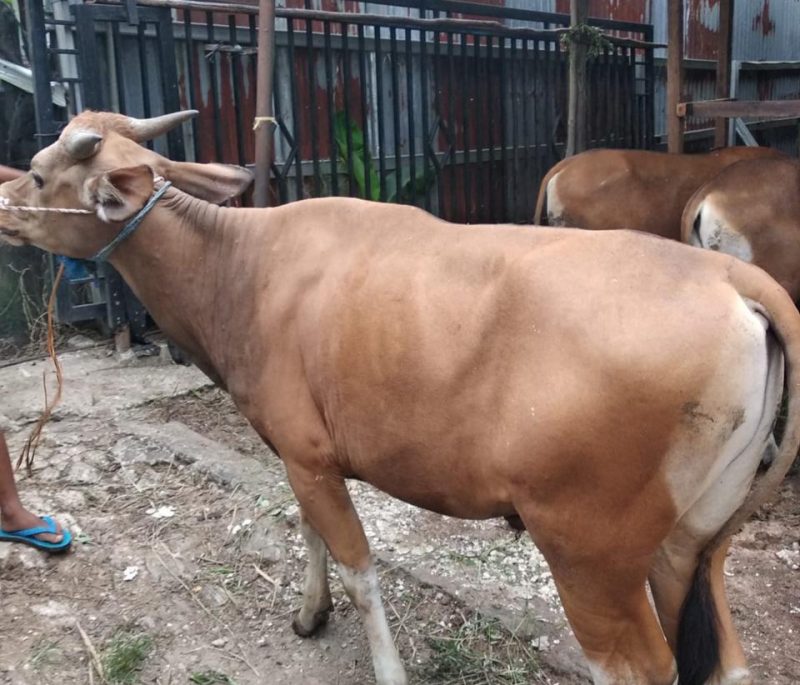 PWI Sumsel Kurban Empat Ekor Sapi