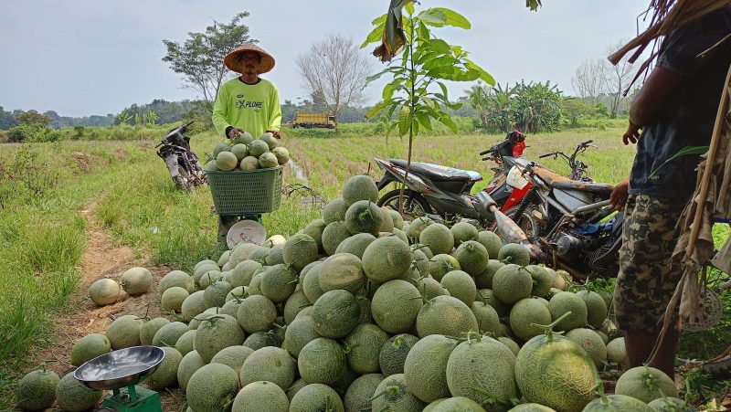 PANEN-Petani di Desa Sumberrejo, Kecamatan Megang Sakti, Kabupaten Musi Rawas saat panen melon, untuk lahannya sendiri berada di samping tanggul D.I Lakitan, Minggu (13/8). 