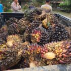 Barang bukti yang diamankan Polsek BTS Ulu 