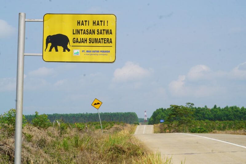 Pertamina EP Zona 4 memperingati Hari Lingkungan Hidup Sedunia tahun 2026 dengan menanam pohon di habitat Gajah Sumatra di Kawasan Hutan Benakat-Semanggus, Musi Rawas, Senin (22/6)