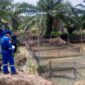 Medco E&P budidaya lele Musi Banyuasin