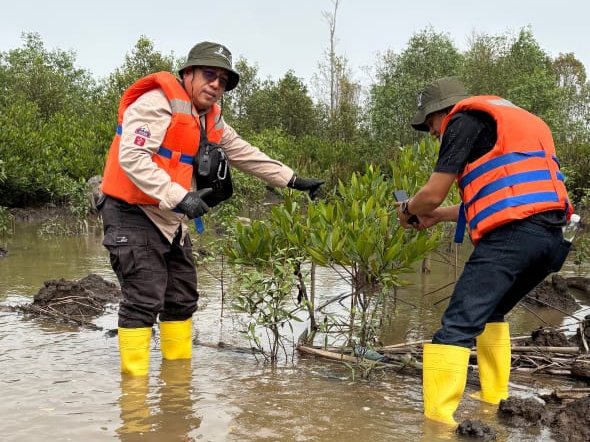 Medco E&P Grissik Ltd lakukan pengawasan terhadap pertumbuhan 22.000 mangrove yang di tanam sejak 2024 lalu di Banyuasin